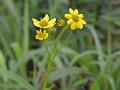 Nilgiri Senecio